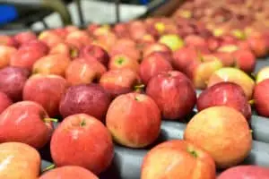 HACCP Apples